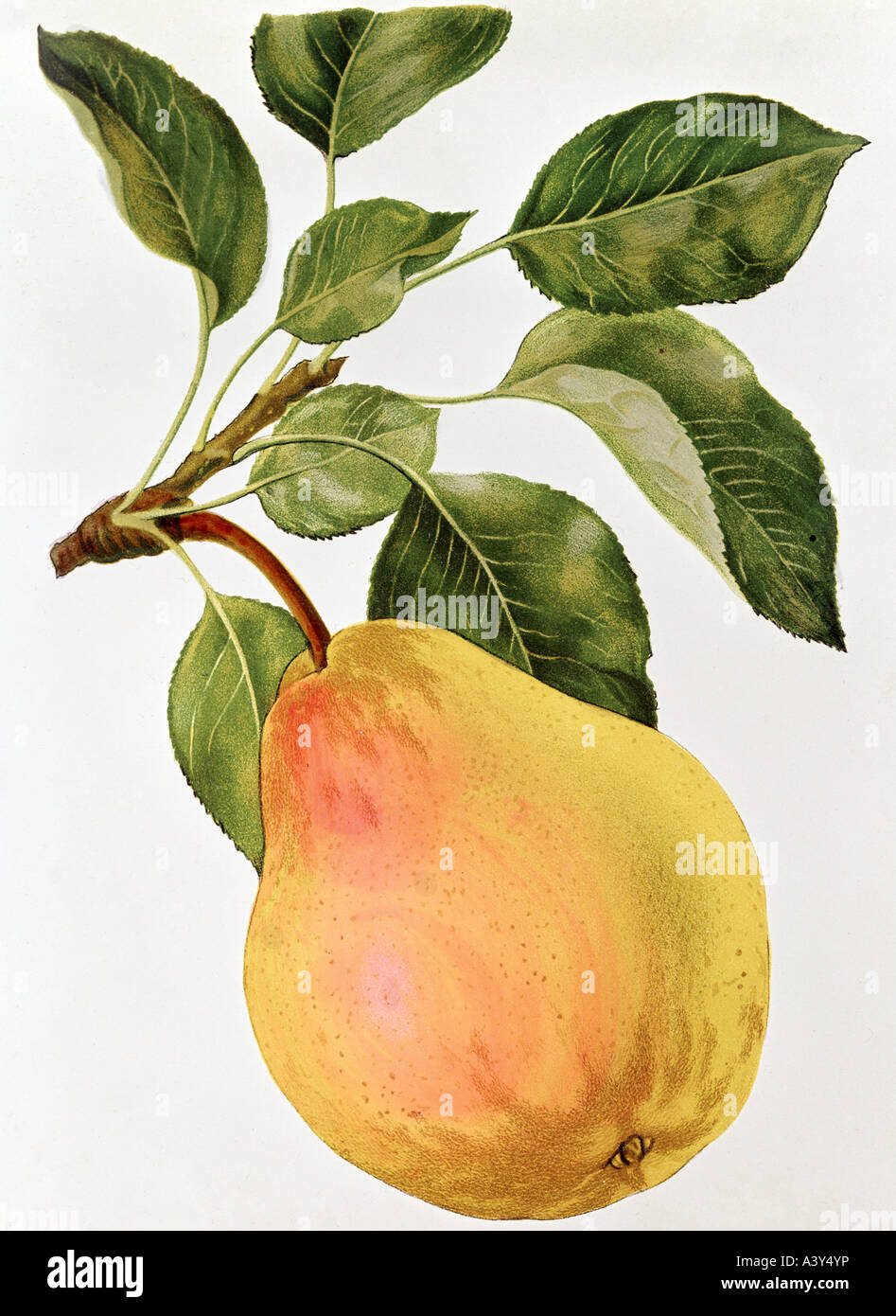 botany, Pyrus, 'pear', (Pyrus communis), Diels `s butter pear, fruit on twig, colour lithograph by Ebenhusen and Eckstein, from 'Gaucher `s praktischer Obstbaumzüchter', Stuttgart, circa 1880, Stock Photo